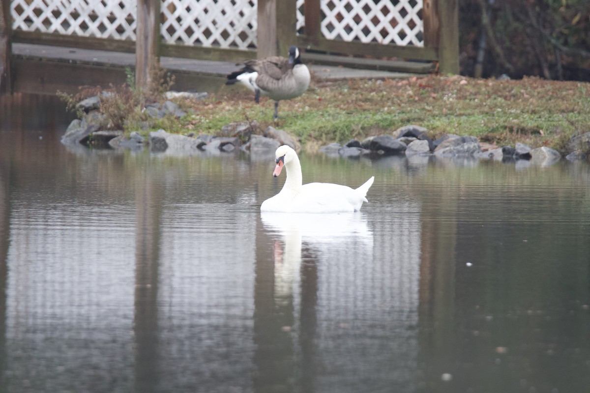 Mute Swan - ML646265149