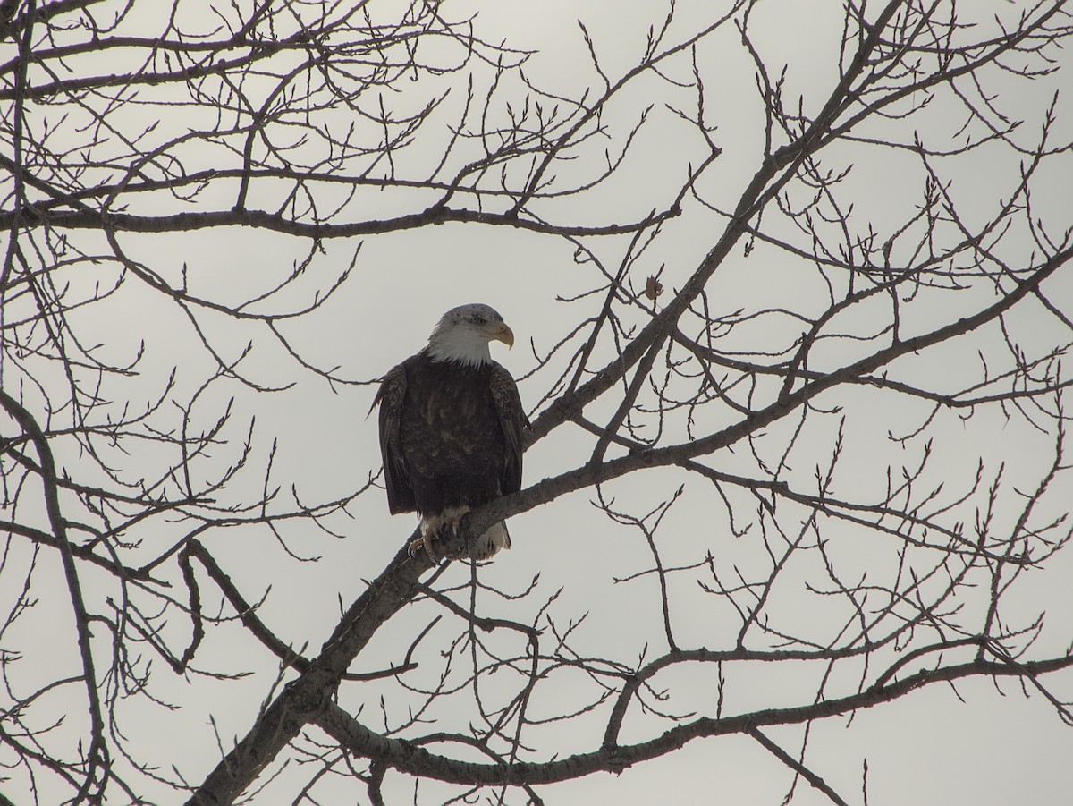 Bald Eagle - ML646265150