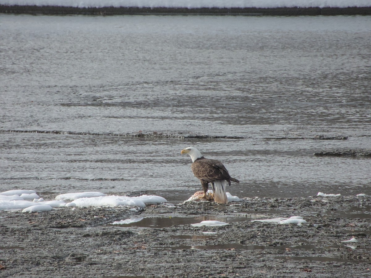 Bald Eagle - ML646265151