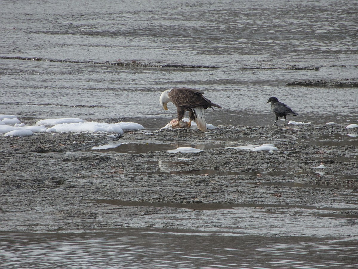 Bald Eagle - ML646265152