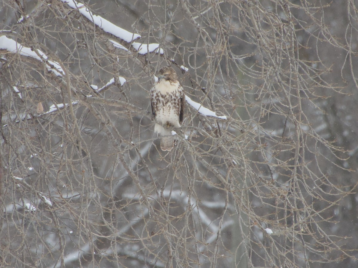 Red-tailed Hawk (borealis) - ML646265154