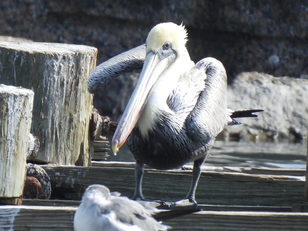 Brown Pelican - ML646265155