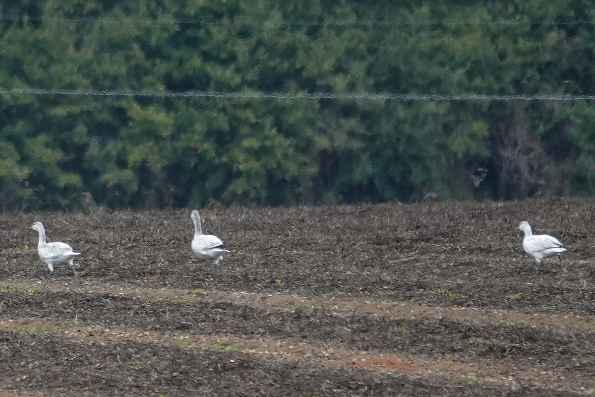 Snow Goose - ML646265157