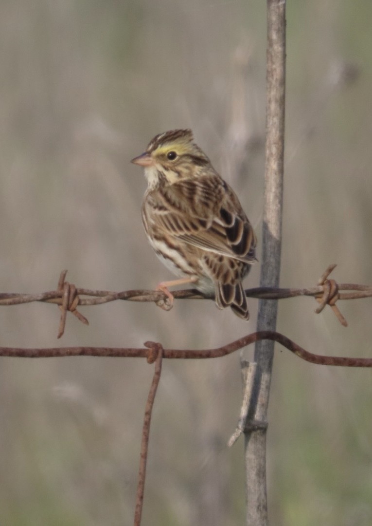 サバンナシトド - ML646265158