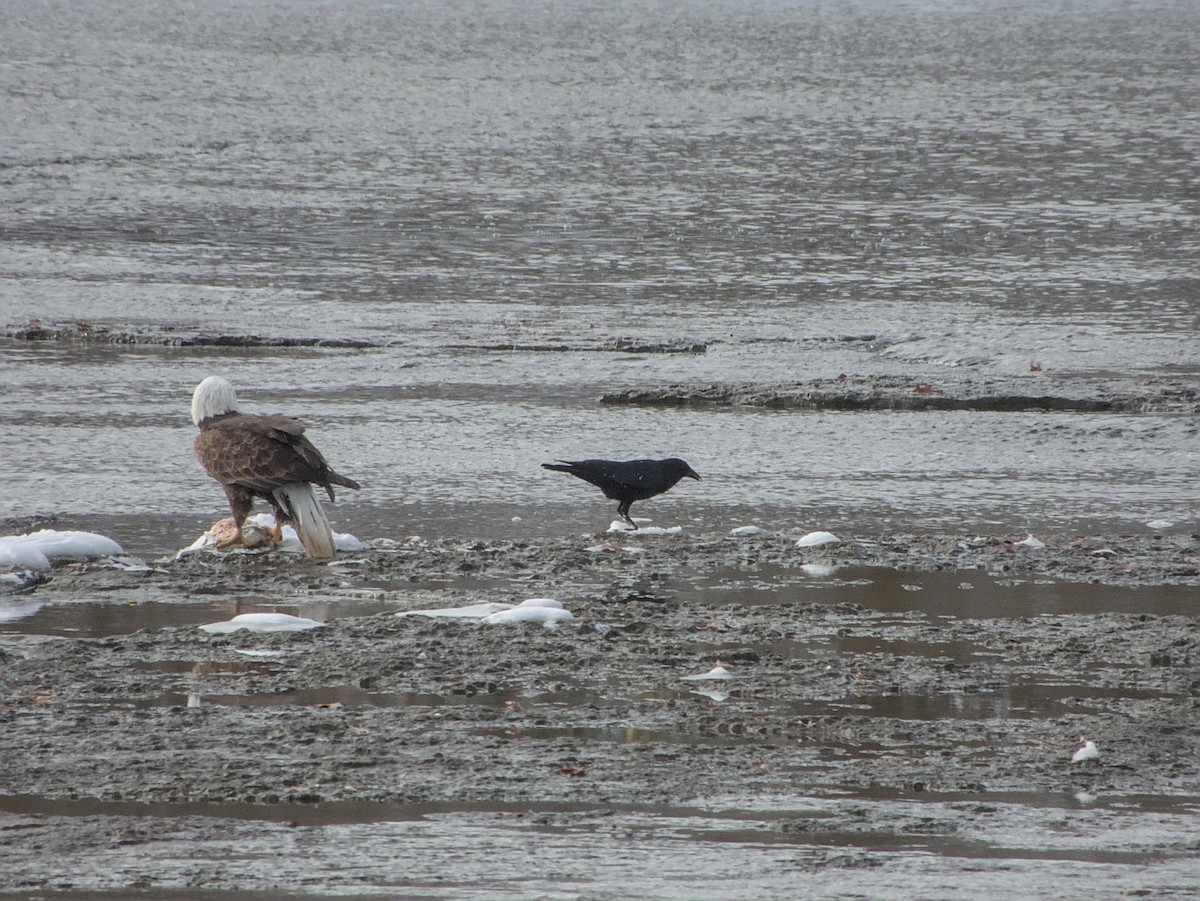 American Crow - ML646265159