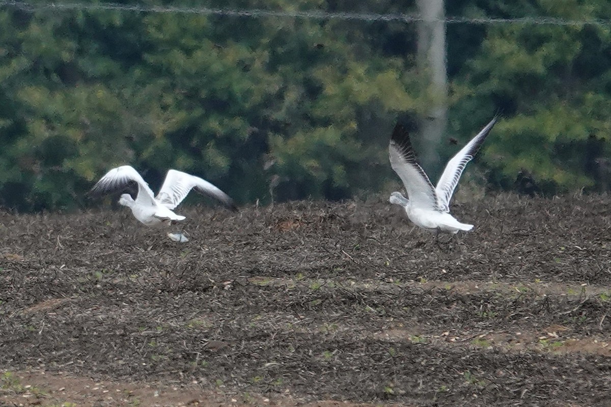 Snow Goose - ML646265161