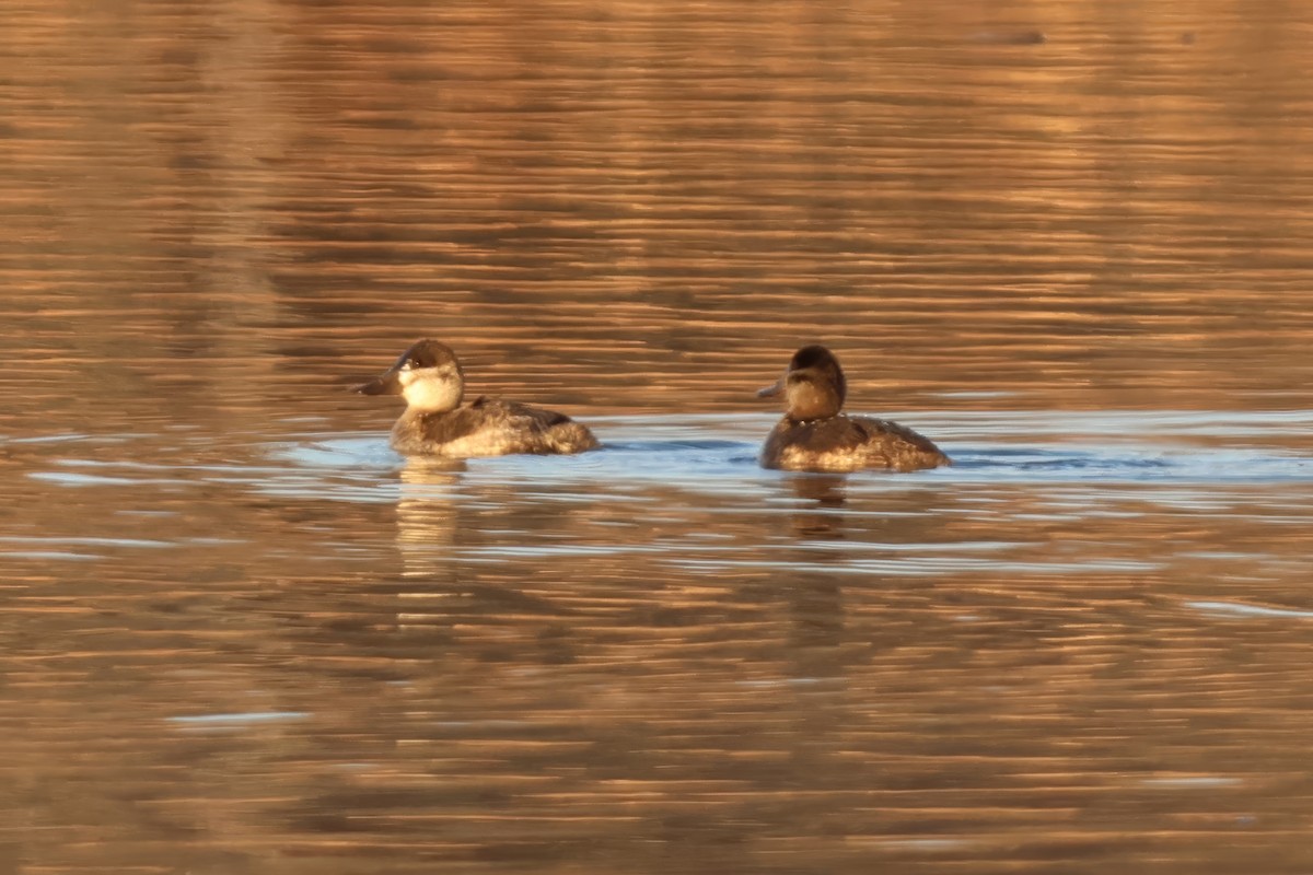 Ruddy Duck - ML646265162