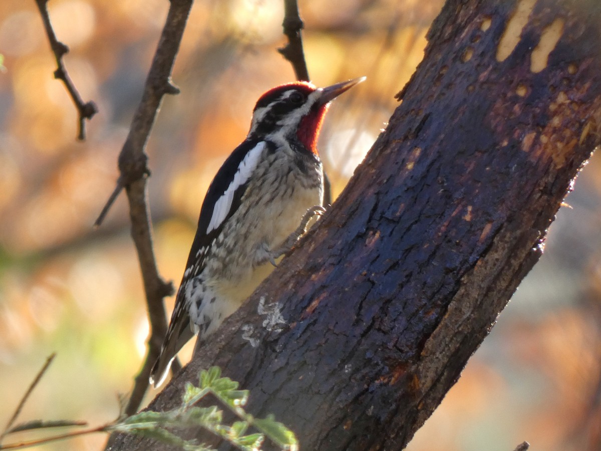 Red-naped Sapsucker - ML646265165