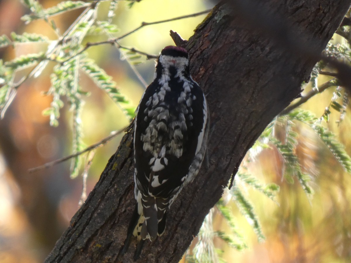 Red-naped Sapsucker - ML646265166