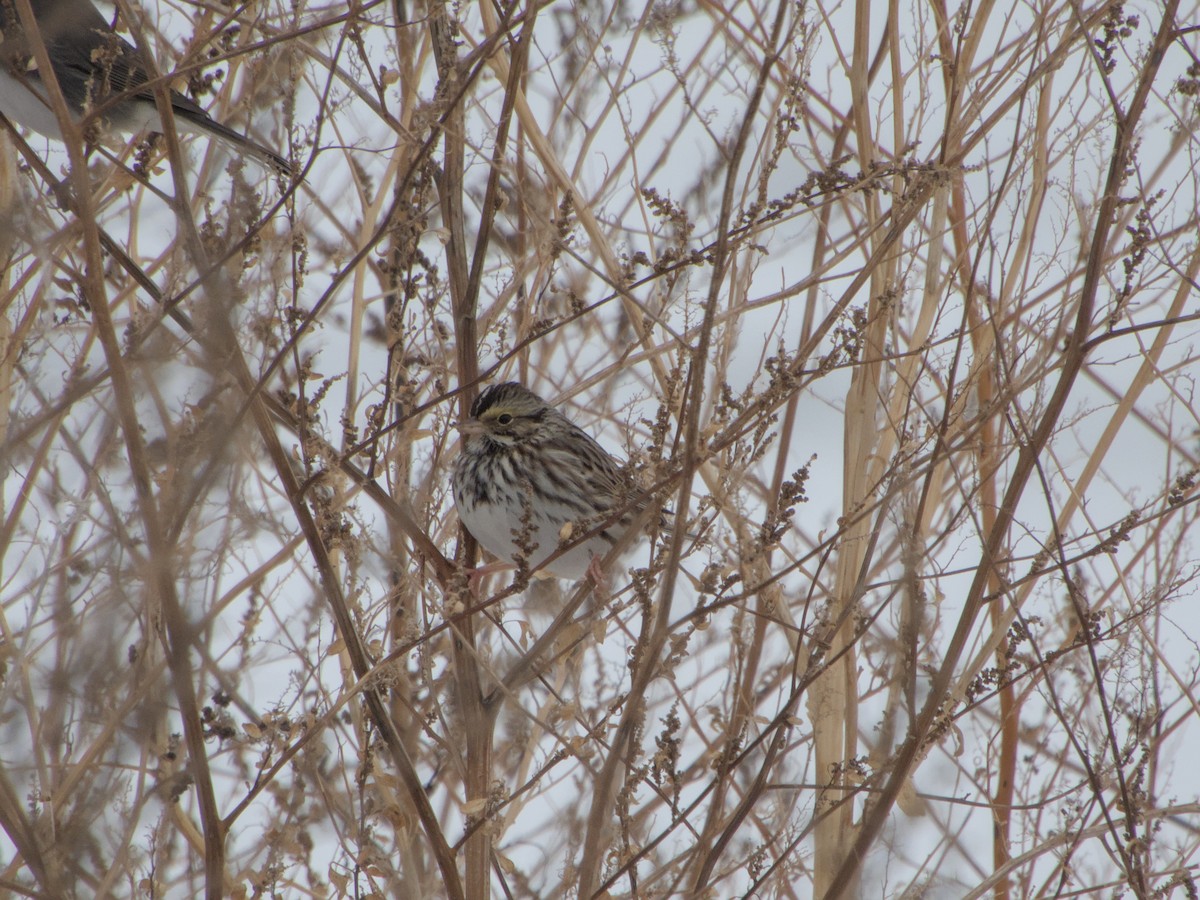 Savannah Sparrow (Savannah) - ML646265169