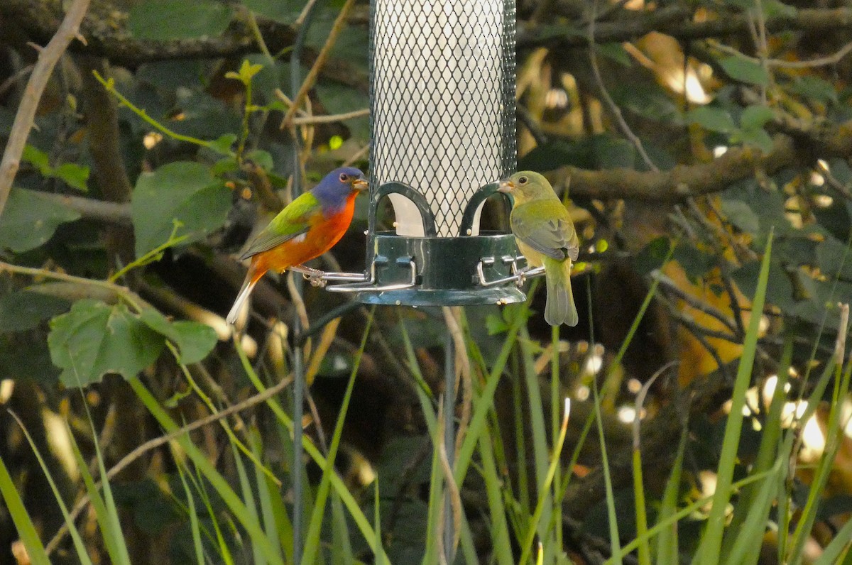 Painted Bunting - ML646265173
