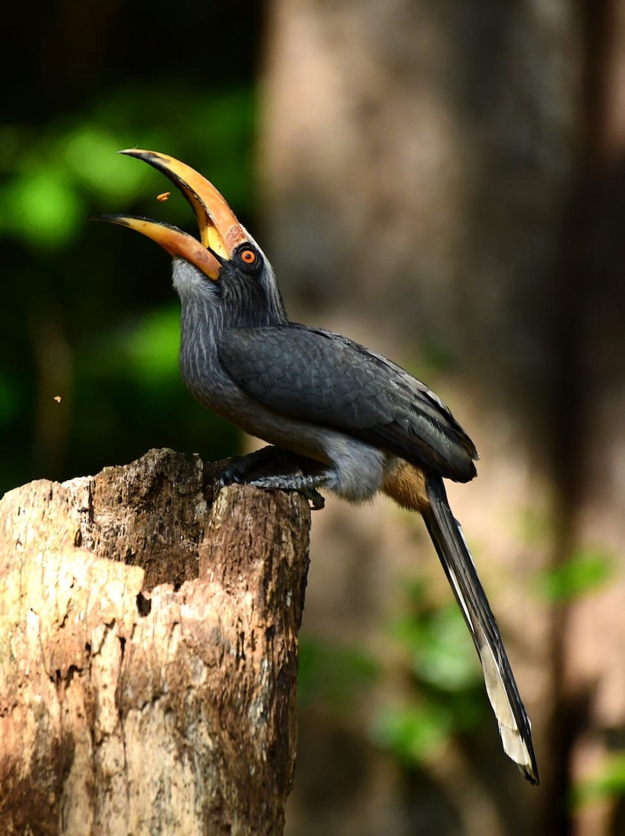 Malabar Gray Hornbill - ML646265175