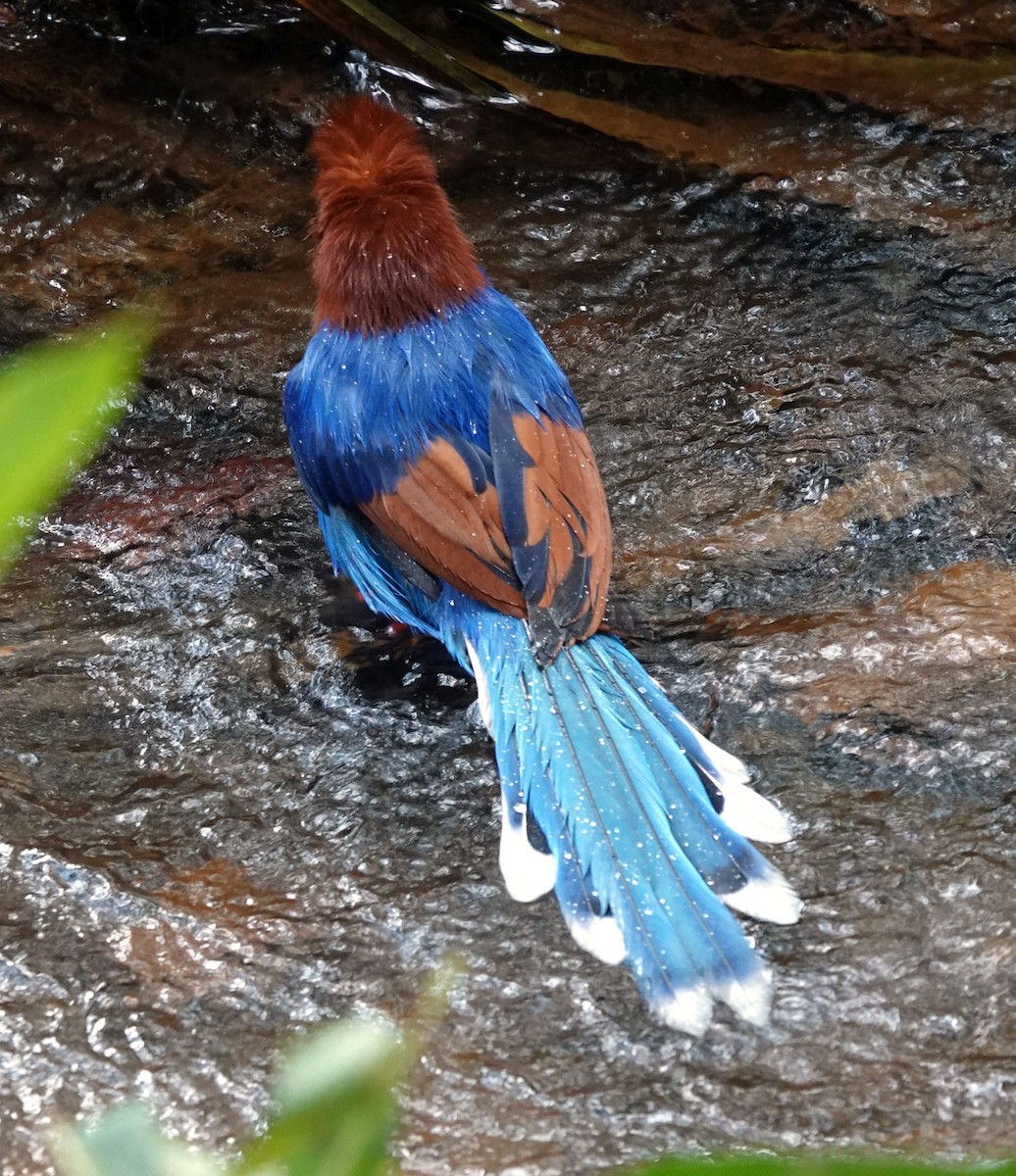 Sri Lanka Blue-Magpie - ML646265177
