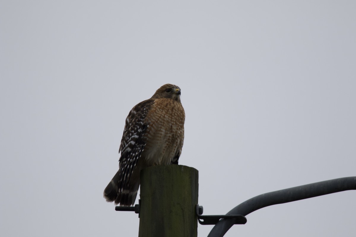 Red-shouldered Hawk - ML646265178