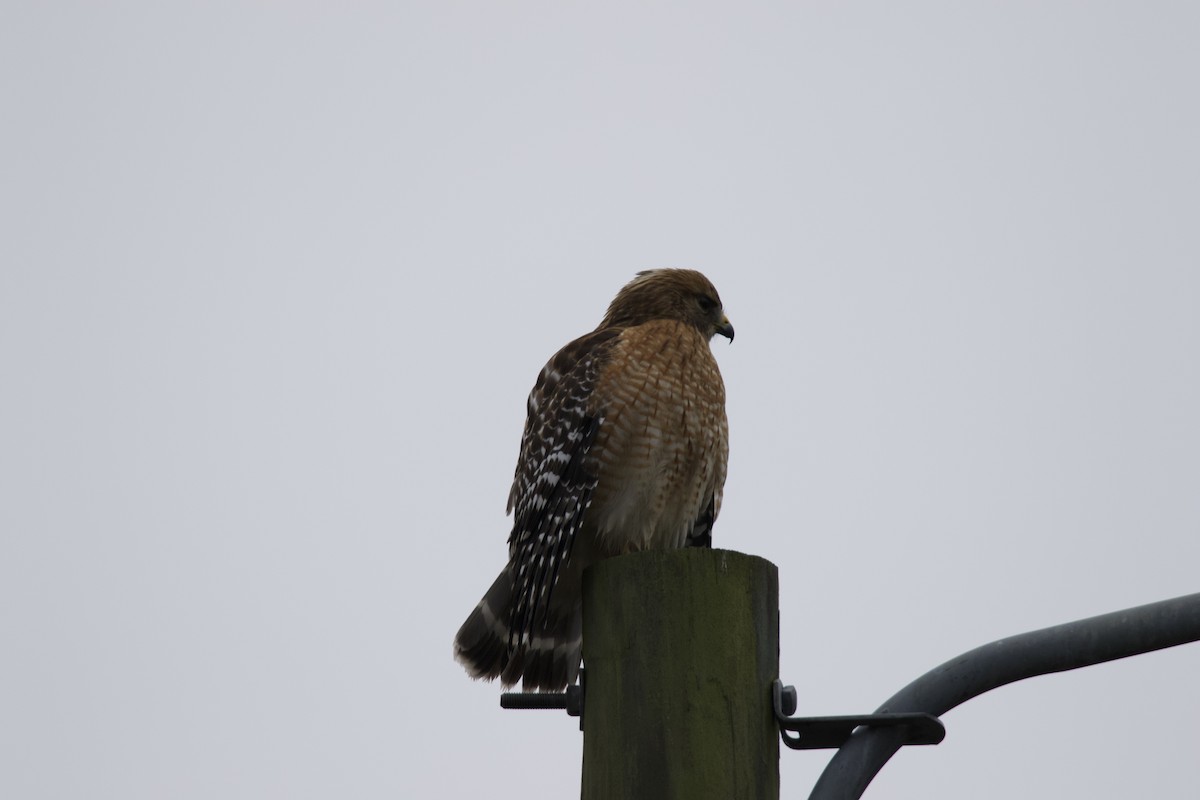 Red-shouldered Hawk - ML646265179