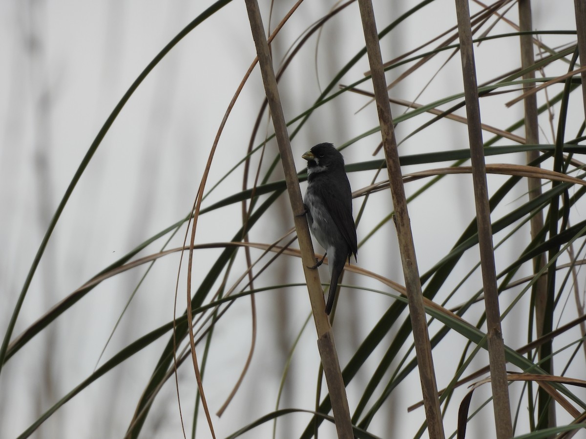 Double-collared Seedeater - ML646265180