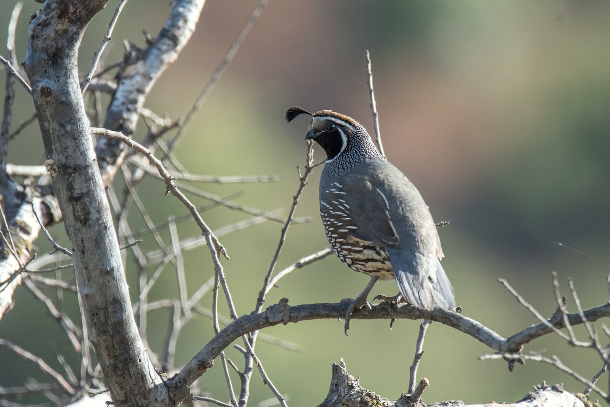 California Quail - ML646265181
