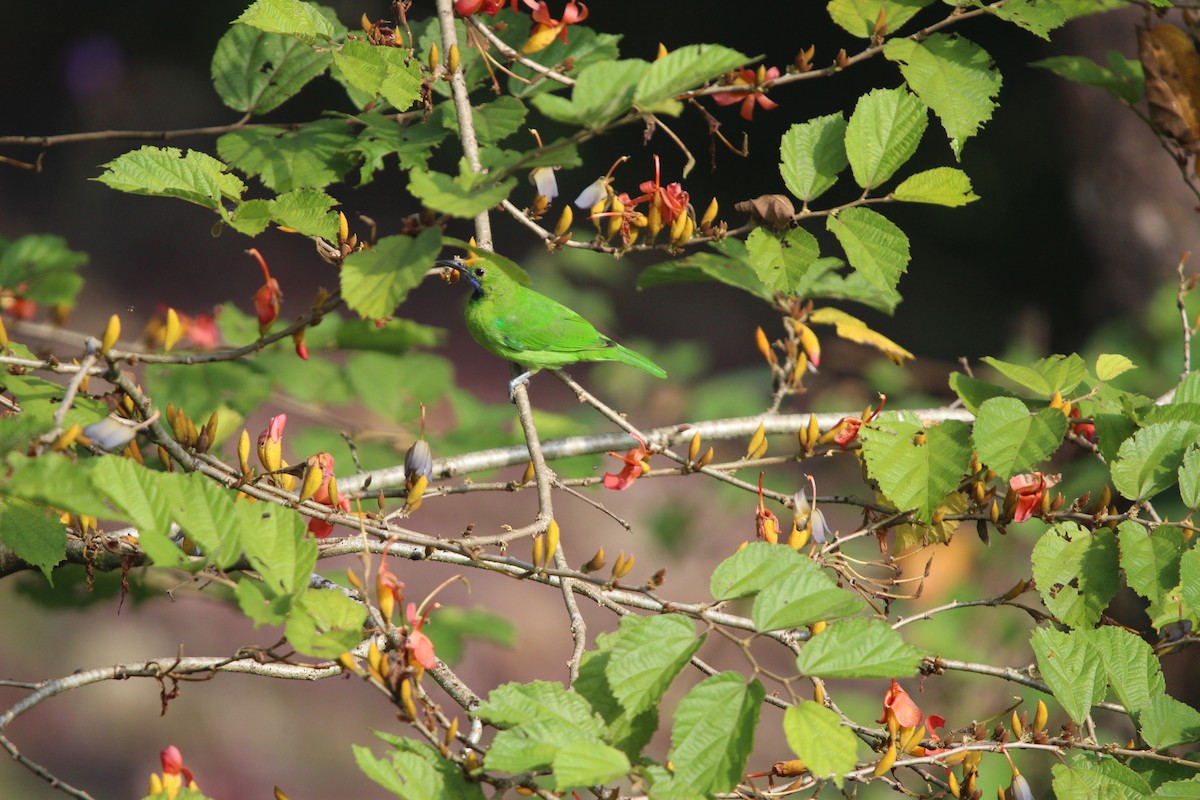 Golden-fronted Leafbird - ML646265186