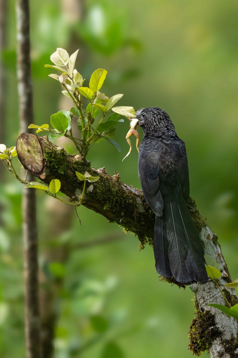 Ані товстодзьобий - ML646265187
