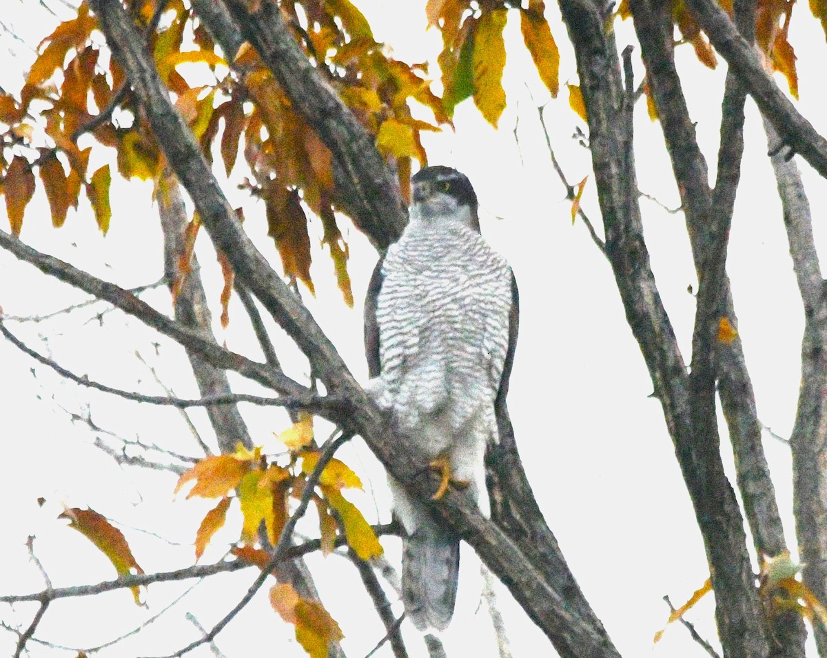 Яструб великий - ML646265188