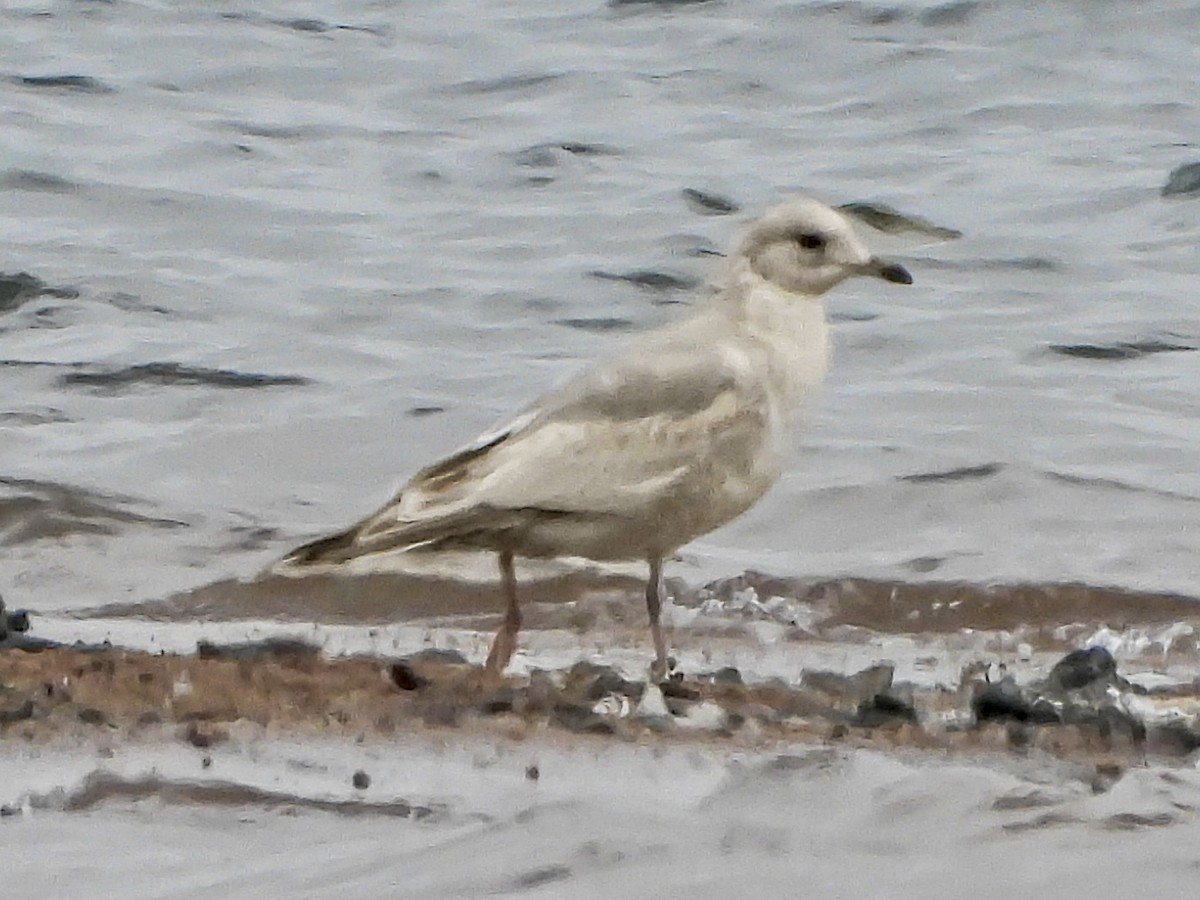 Short-billed Gull - ML646265189