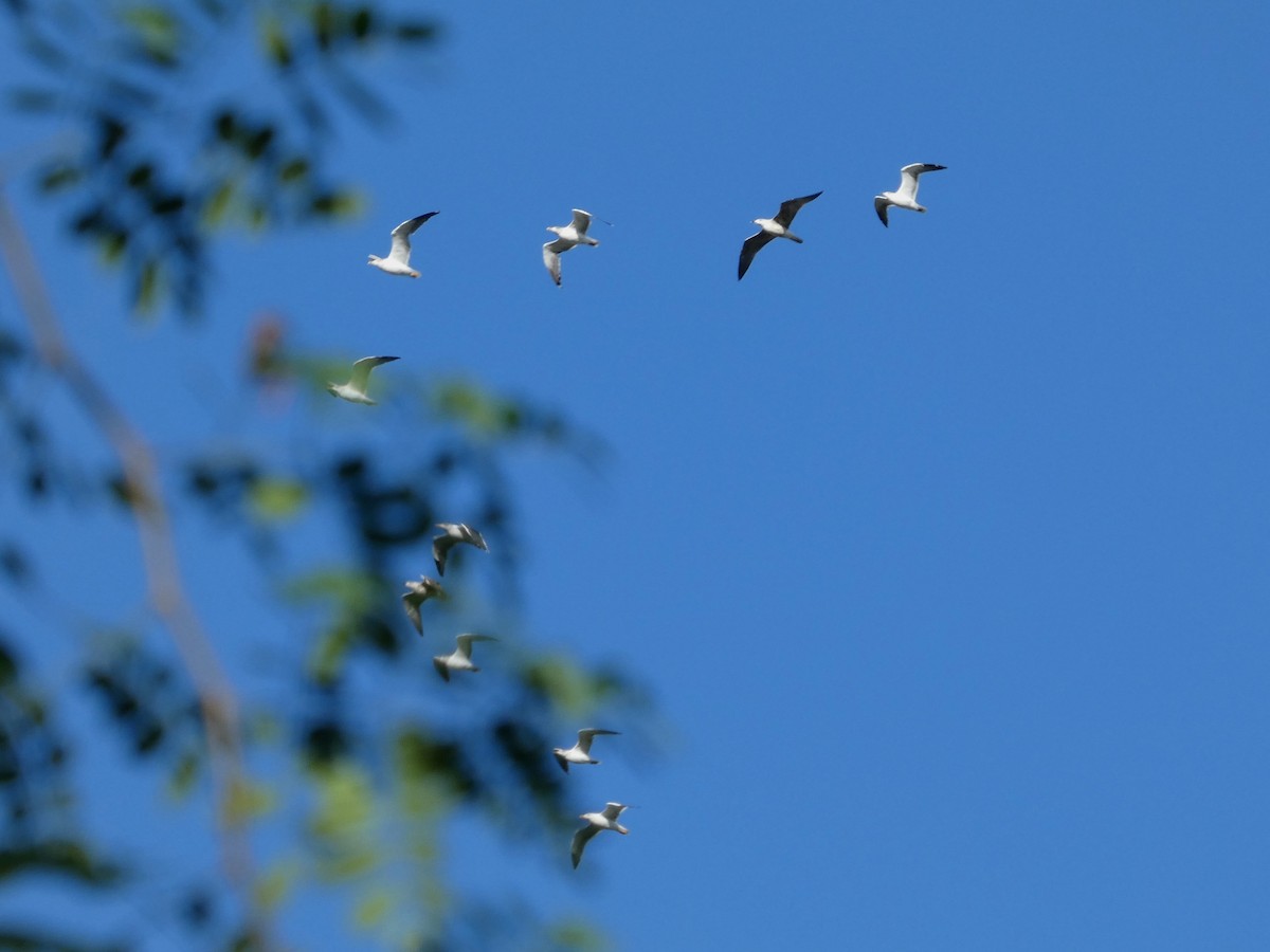 Gaviota Sombría - ML646265190