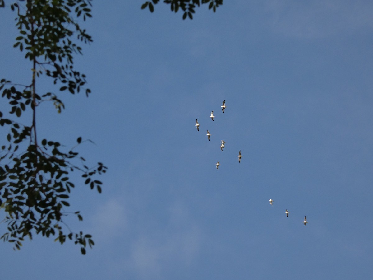 Gaviota Sombría - ML646265191