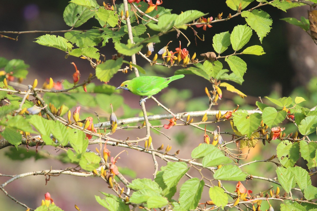 Golden-fronted Leafbird - ML646265192