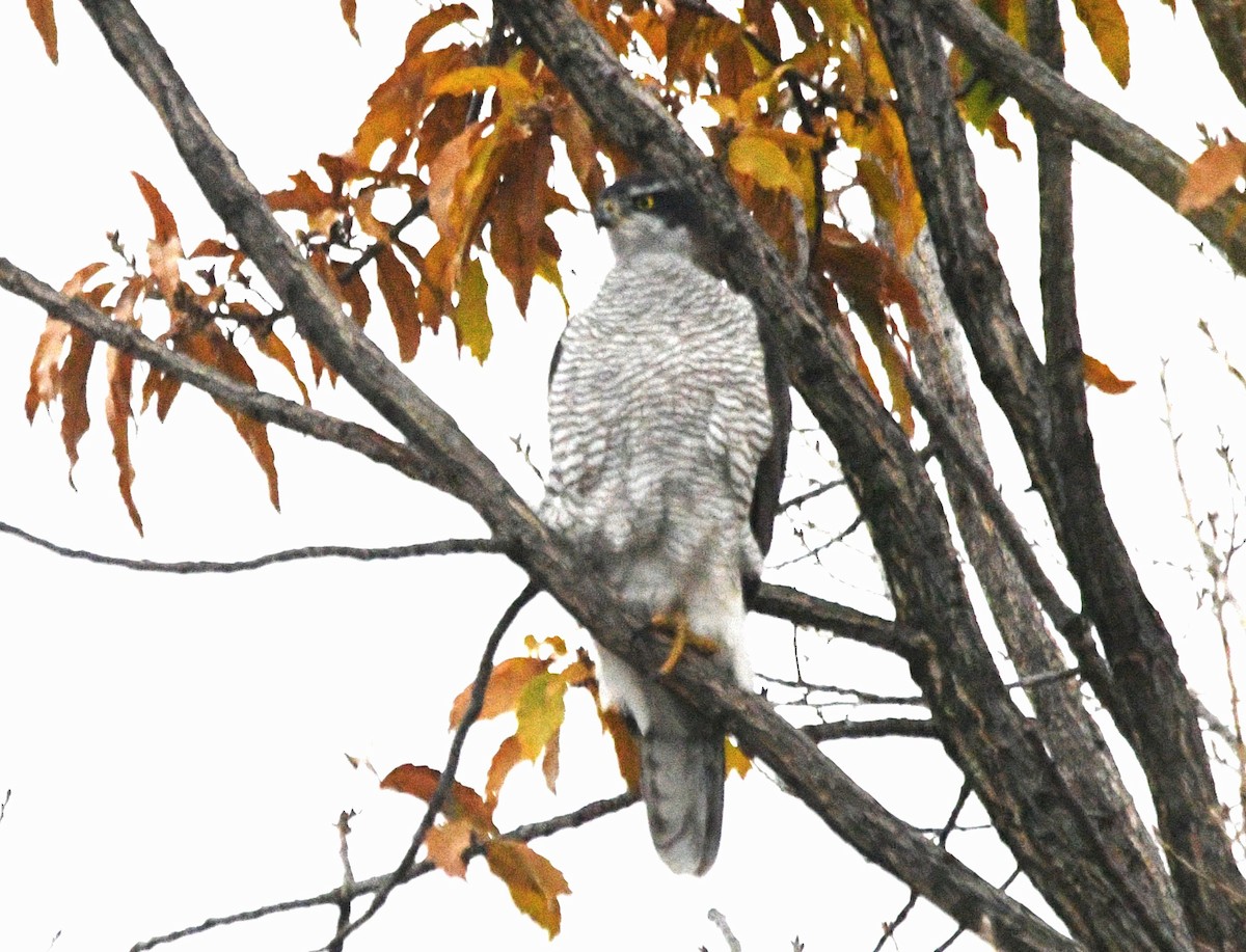 Яструб великий - ML646265193