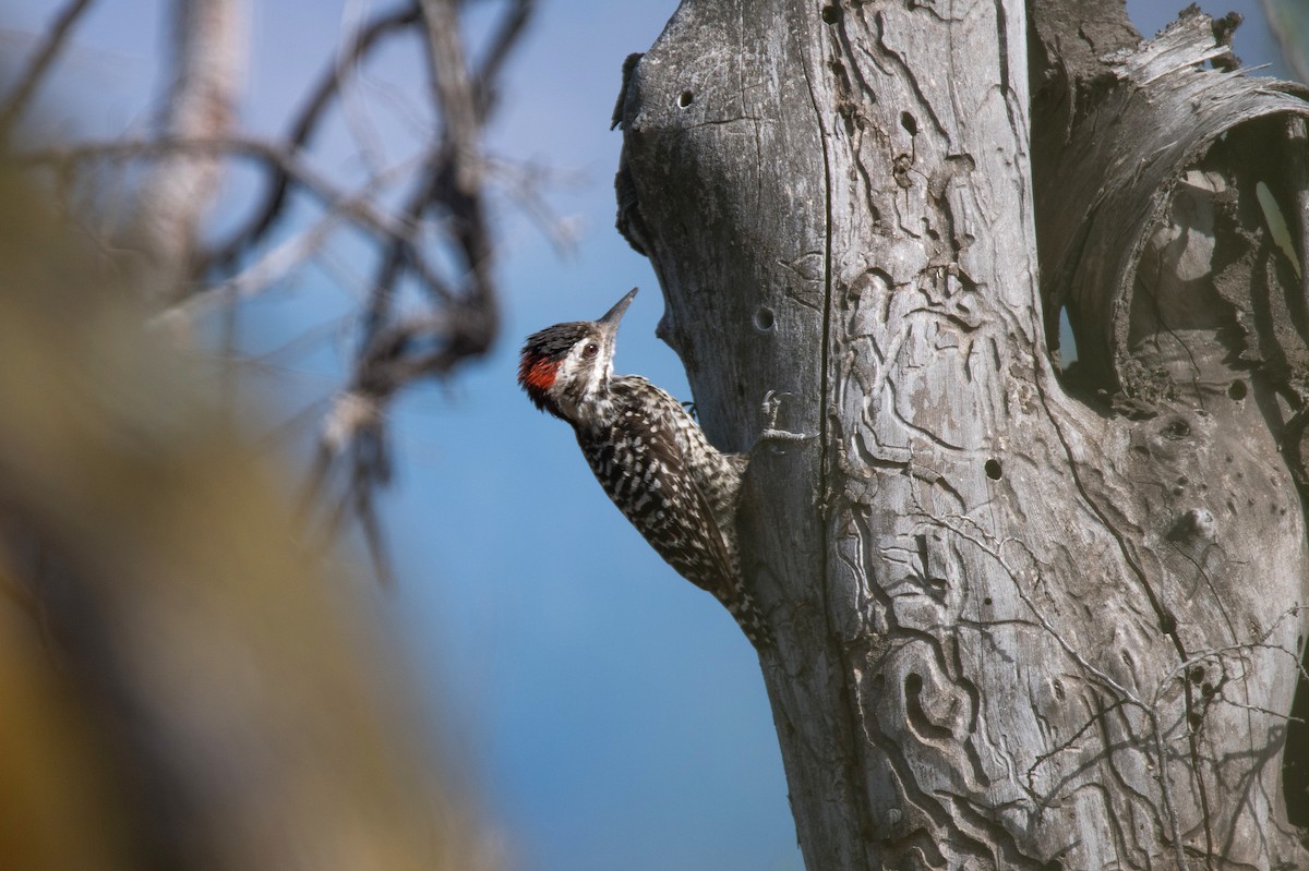 Striped Woodpecker - ML646265194