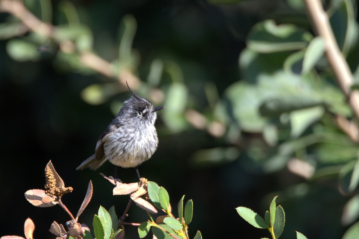 Tufted Tit-Tyrant - ML646265204