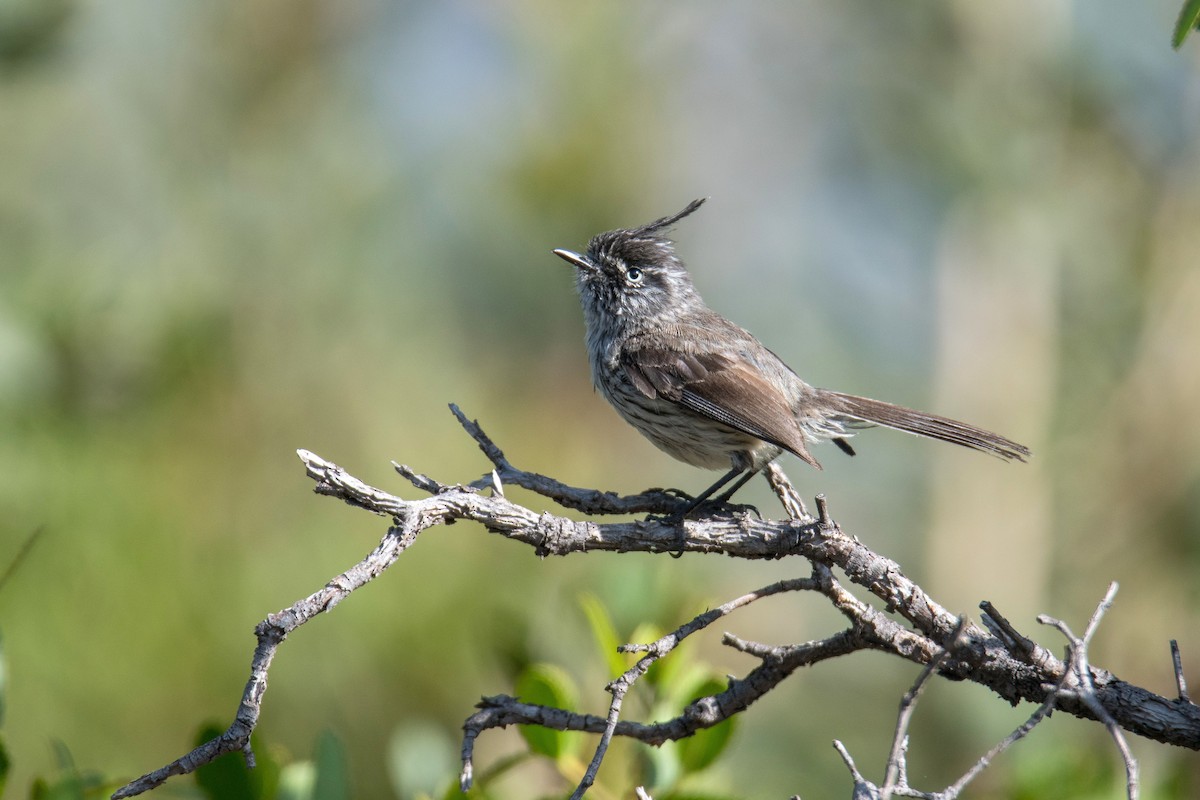 Tufted Tit-Tyrant - ML646265205