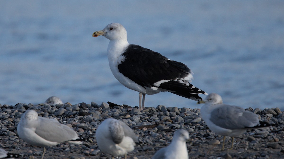 Great Black-backed Gull - ML646265211