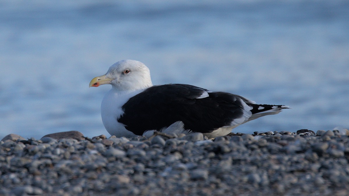 Great Black-backed Gull - ML646265212