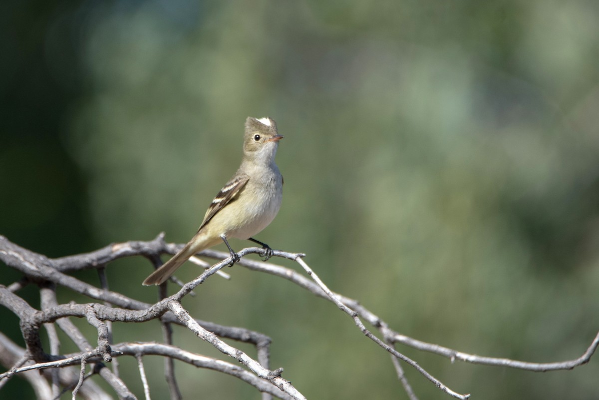 White-crested Elaenia - ML646265213