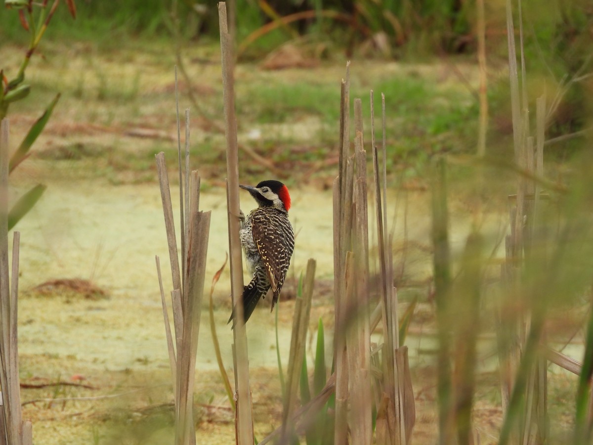 Grünbindenspecht - ML646265217