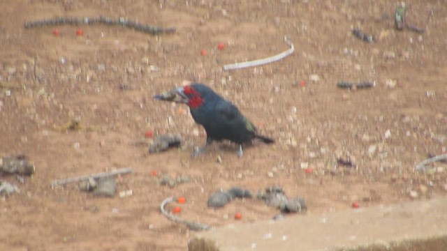 Red-faced Barbet - ML646265219