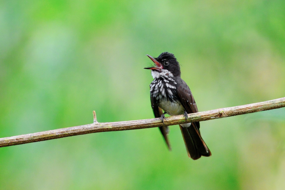White-gorgeted Fantail - ML646265220