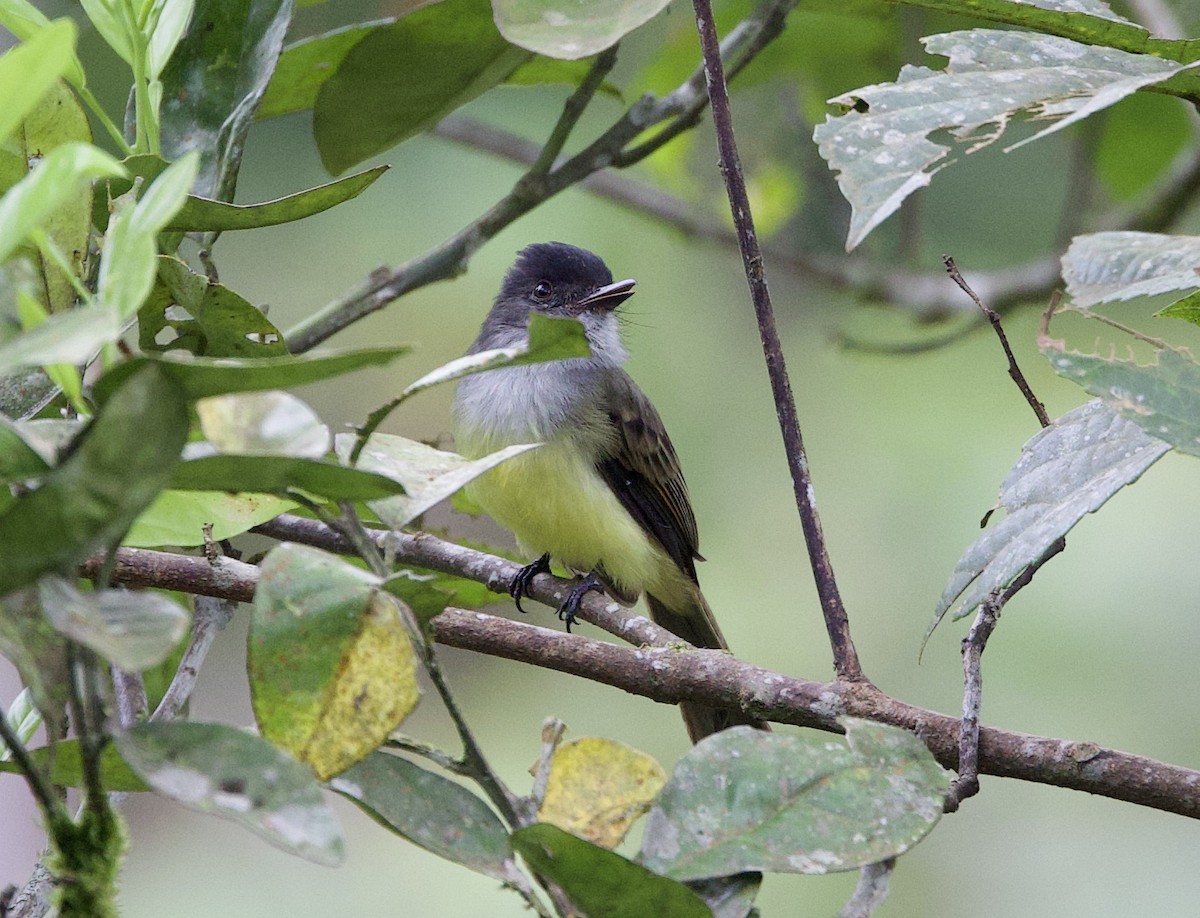 Dusky-capped Flycatcher - ML646265221