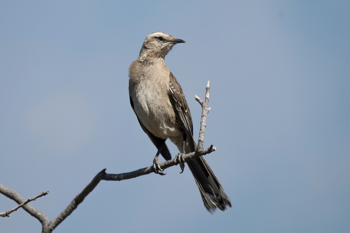 Chilean Mockingbird - ML646265222