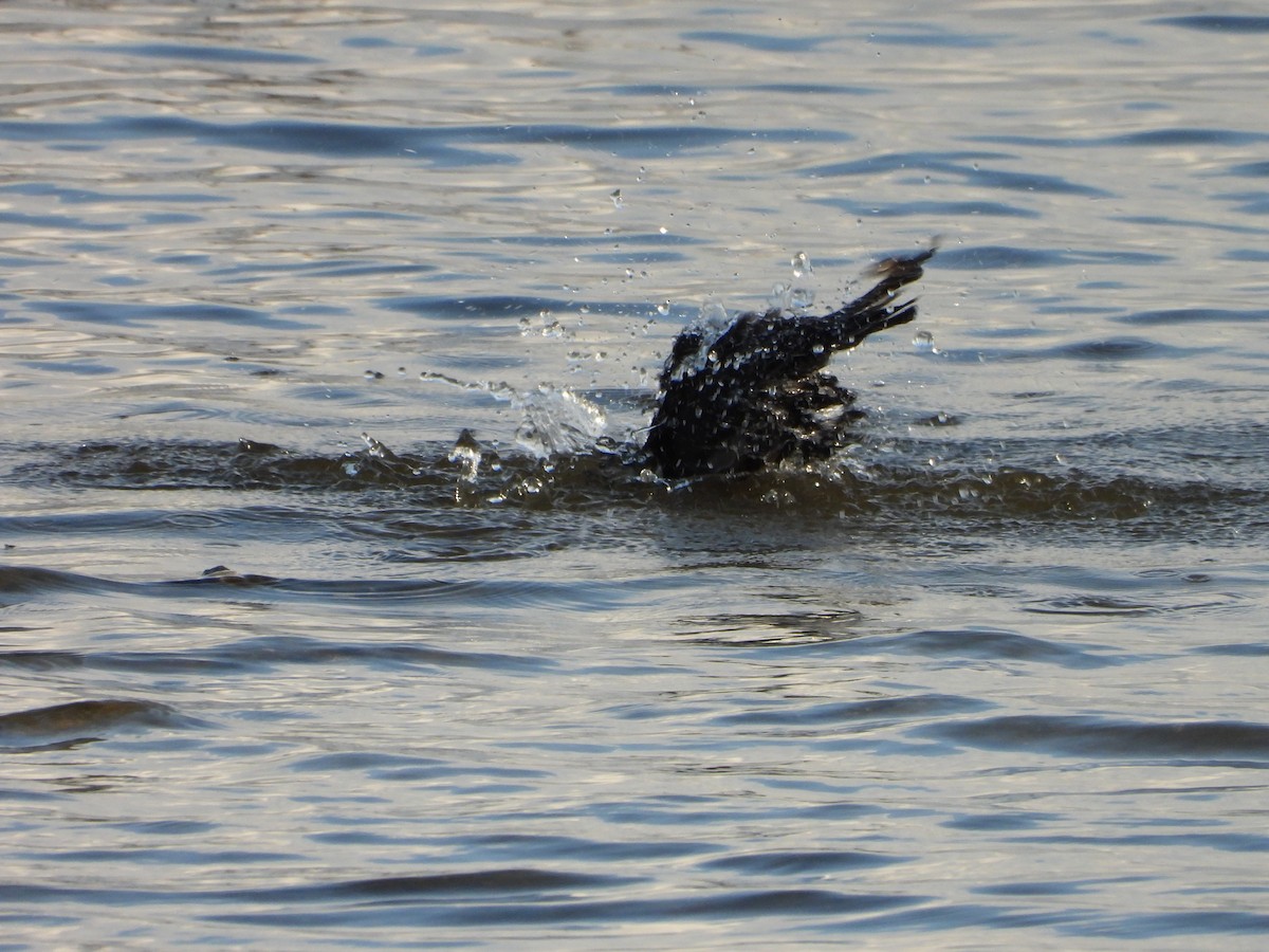 Boat-tailed Grackle - ML646265229