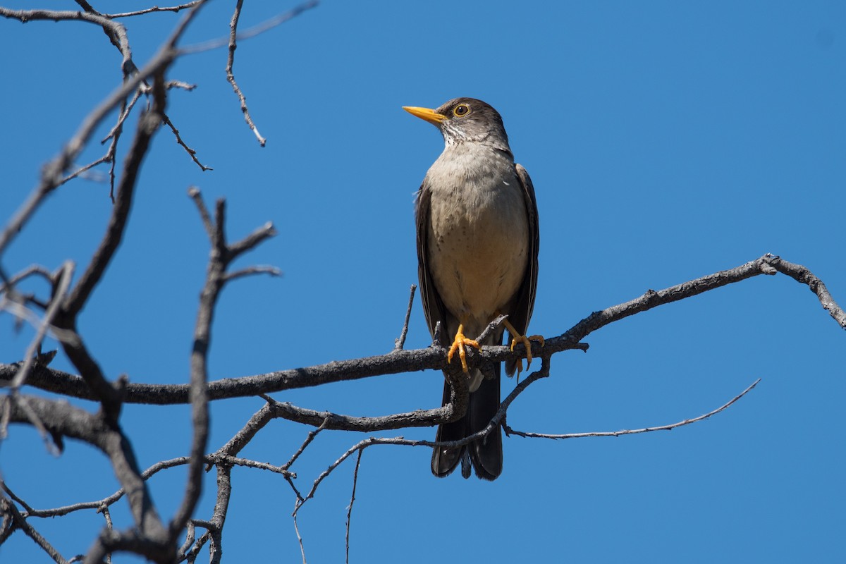 Austral Thrush - ML646265231