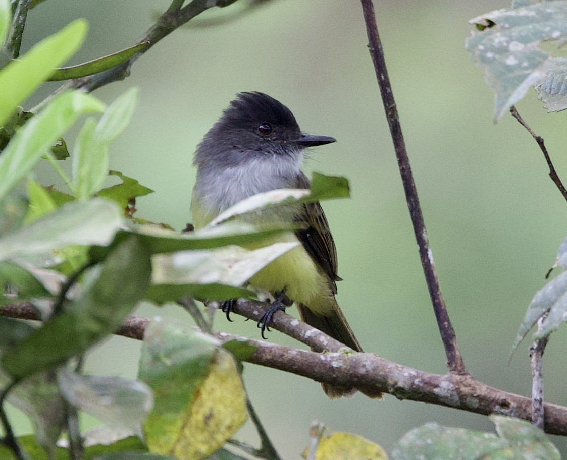 Dusky-capped Flycatcher - ML646265232