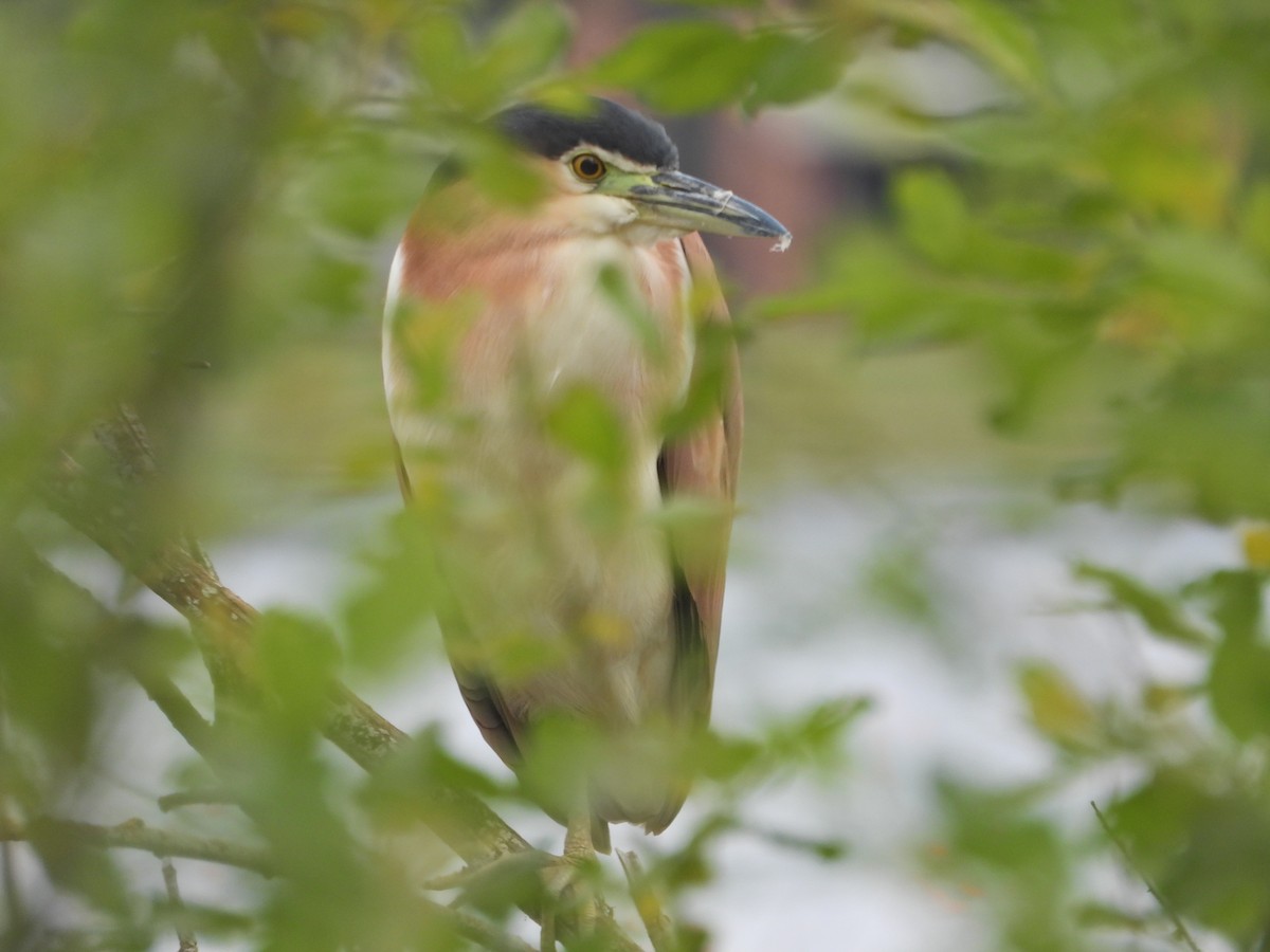 Nankeen Night Heron - ML646265233