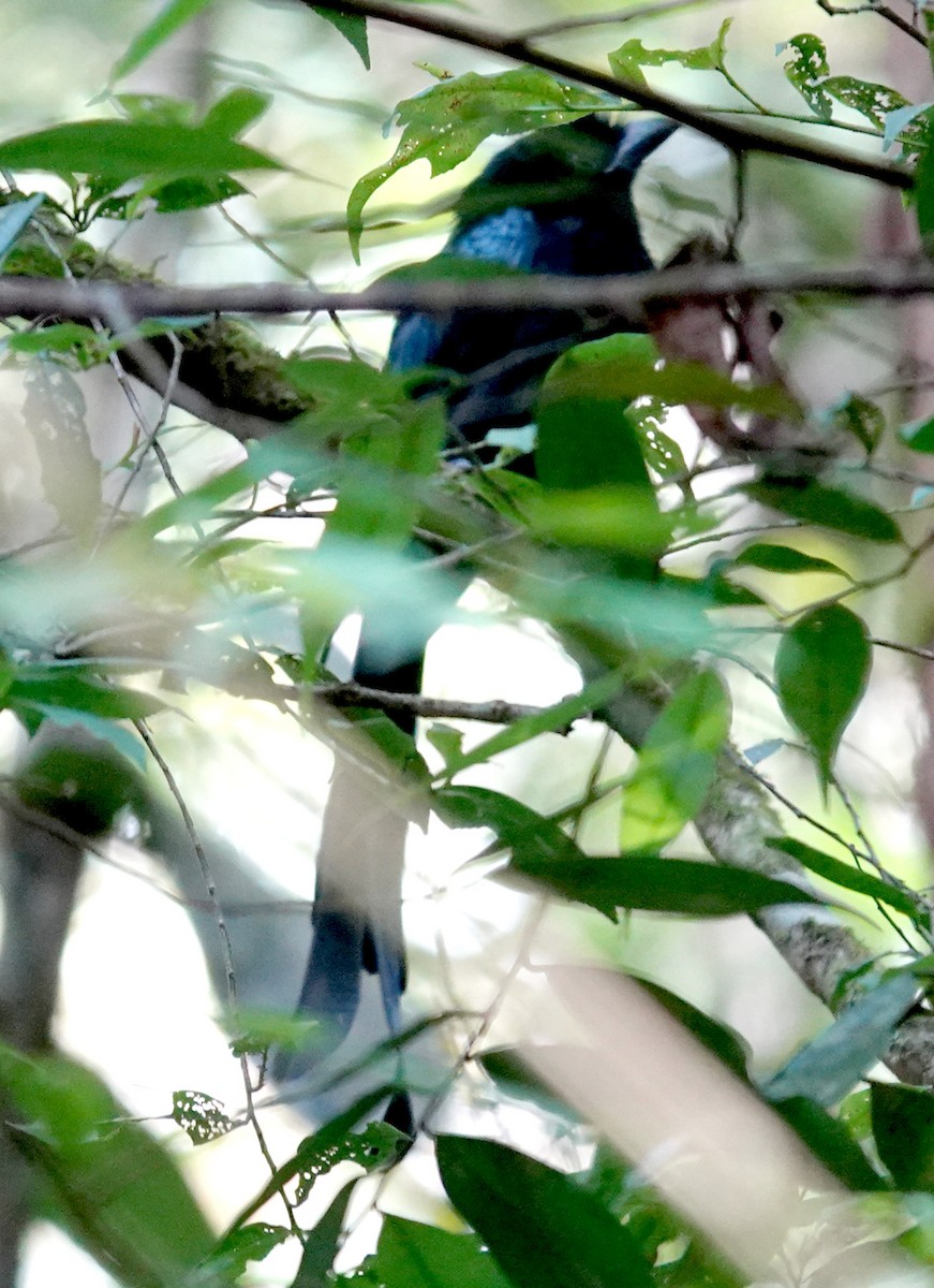 Sri Lanka Drongo - ML646265234