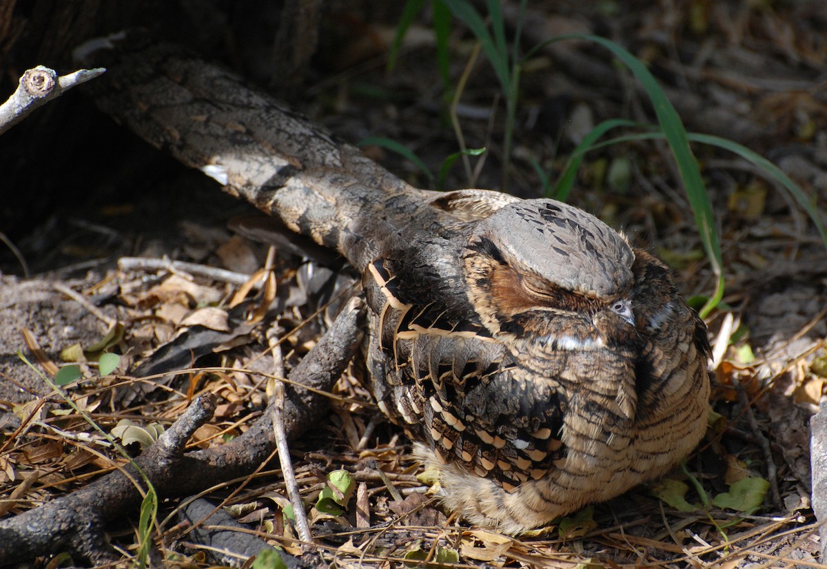 Common Pauraque - ML646265235