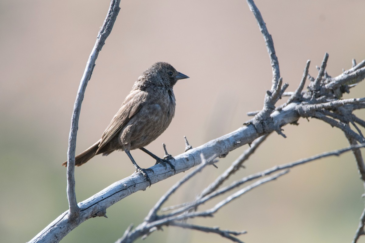 Shiny Cowbird - ML646265236