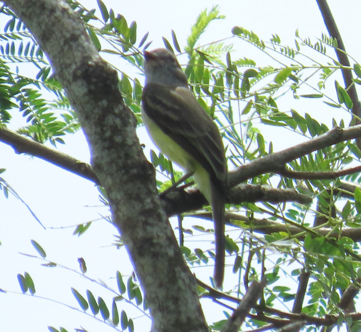 Northern Scrub-Flycatcher - ML646265237