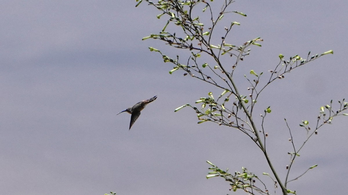 Oasis Hummingbird - ML646265238