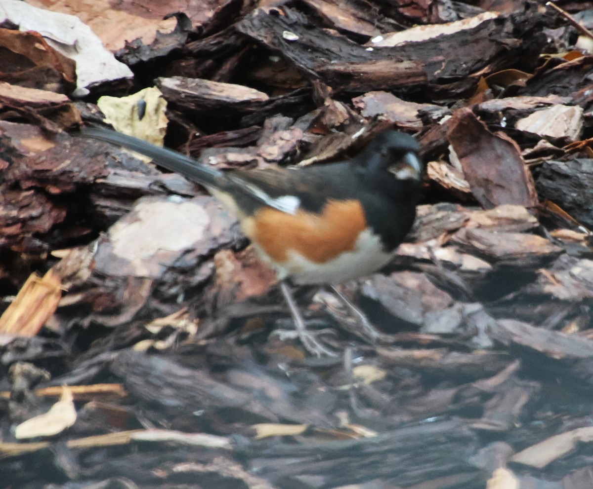 Eastern Towhee - ML646265239
